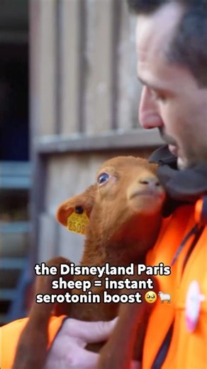 Disneyland Paris Sheep = Serotonin Boost 🐑🩷