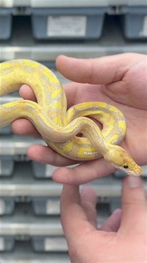 These Were Our CRAZIEST Ball Python Combos of 2025! 🔥