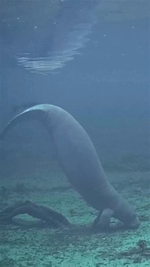 4.6K views · 243 reactions | Super fun way to support #manatees for #ManateeAwarenessMonth by completing the virtual 5K! | Save the Manatee Club | Facebook