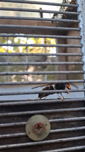 "C'est quoi un piège sélectif?" Réponse ----> | AG Frelon