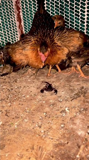 Mother Hen Knew There Was Danger… So She Kept Her Chicks Under Her Wing #villagelife #rooster