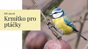 Jak vyrobit jednoduché a levné krmítko pro ptáky? Máme pro vás tip | Tvořte s námi | Stream