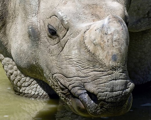 Rhino Facts - Animal Facts Encyclopedia