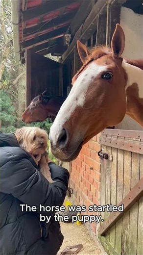 Error 404: Horse logic not found.#shorts #funnyhorse #horsememes #2026 #animalchaos