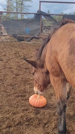 What to do with pumpkins after halloween? We know some horse, mules. and donkeys who like to eat them and play with them. | Interactive Adventures Ltd.