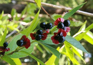 2025 Native Plant Sale - Bainbridge Island Land Trust
