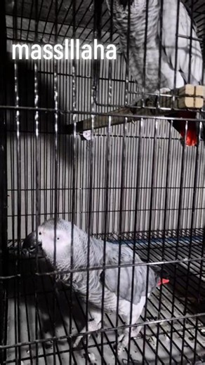 #african gray parrot #dencing#birds #1millionsubscribers #1mviewers #viral #birds