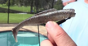 Z-Man DieZel MinnowZ [Review, Underwater Footage, & Rigging Tips]