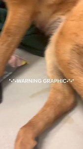 WARNING GRAPHIC #shelterdogs #adopt #rescue #dog #puppy | Judith Coleman