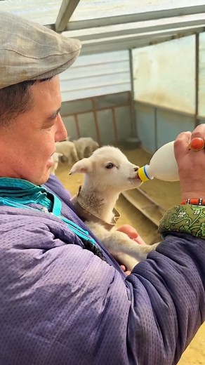 Chinchin chu on Instagram: "Starting my day with a new buddy 🐑🍼. Sharing a sip before feeding this little guy feels like the ultimate bond 🤝. Who else loves these raw, real moments in the wild? Drop your thoughts below! 💬 #nomadicchef #part1 #farmlife #animallovers #rusticliving #offgridlife #countryvibes #manandnature #backtobasics #outdoorlife #adventurelifestyle #realmen #americanoutdoors #outdoorlife #wildandfree #homesteadlife #natureguys"