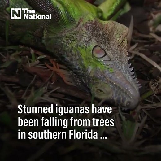 Raining iguanas hit Florida