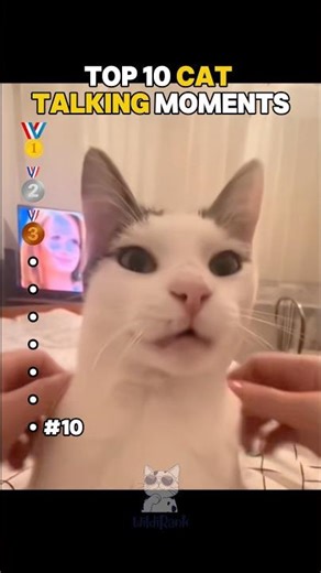 Top 10 Cat Talking Moments 😂 #funny #cats #memes