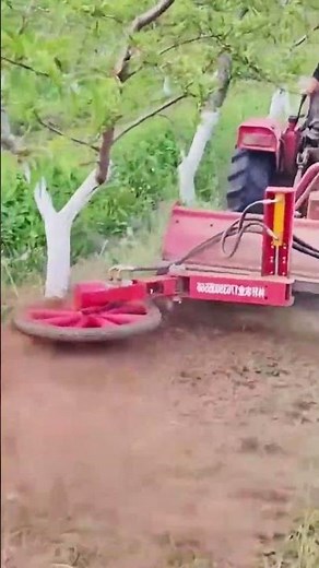 Clever weeding process without any damage to fruit tree trunks