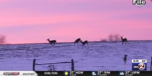 Proposed bill would bar doe hunting in Northern Wisconsin for the next four years