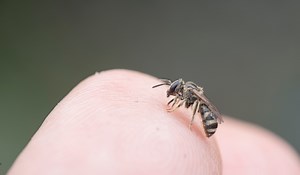 Taiwan Doctor Removes Four Sweat Bees Living in Woman's Eye | OutdoorHub