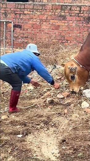 Thrilling breeding process of a bull