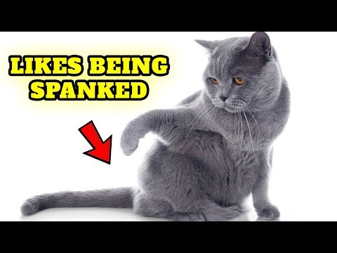 Why Do Cats Like Being Slapped On The Bottom 😻 My cat likes being spanked - Guide for Beginners