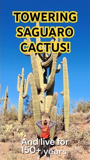 How Tall Can a Saguaro Grow? 🌵