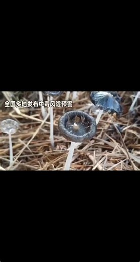 毒蘑菇不能吃 又到釆蘑菇季节，千万要分清哪蘑能吃，哪些蘑有毒！