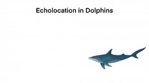 Echolocation Dolphins Dolphins Hunt Their Prey Stock Footage Video (100% Royalty-free) 3509839227 | Shutterstock