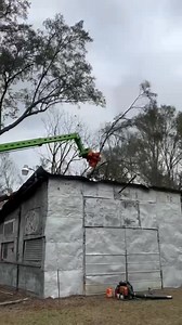 Merlo tree cutting, we specialize in these large oak trees. This is the most affordable way to get them out of your yard. Give us a call for a free estimate. | Tom Dayon