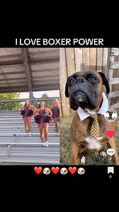 14K views · 750 reactions | Leroy Loves Boxer Power. Pacific University #boxerdog #puppies #dogs | Boxer Madness | Facebook