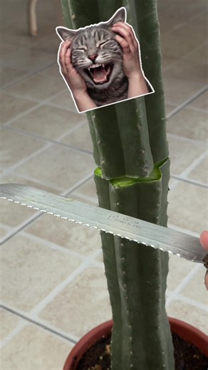 He decidido podar mi CACTUS SAN PEDRO 🌵 estaba muy grande y no tenía estabilidad #plants #cactus #plantas #echinopsispachanoi #cactussanpedro