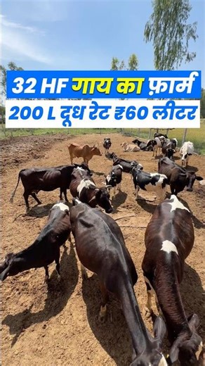 32 Hf Cow DairyFarm Low budget