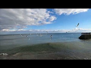 🔥Yalta sea, beach. Embankment. Dogs st. Kirov Crimea today 2022 / Life in Yalta / Oleg Tsayger