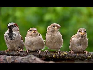 Sparrows: The Tiny Titans of Nature!