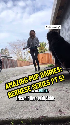 👉 In our 5th episode of the Amazing Pup series, we are showing how Griswold will learn a solid sit and/or down stay. 👋 Proofing place training always starts first and then we layer off of that. 👉 Stay tuned to see how this big boy handles distractions with new skills like heel and stay! 💫 #foryoupagе #dogtraining #fypシ #viral #dogobedience