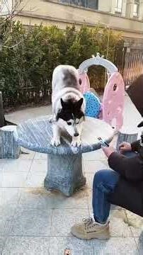 Laugh and be happy.😍😂😂 #funny #veterinarypharmacist #pets #funny