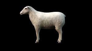 A sheep standing idle looking around on black background, 3D animation, animated animals, seamless loop animation | Premium Stock Video Footage