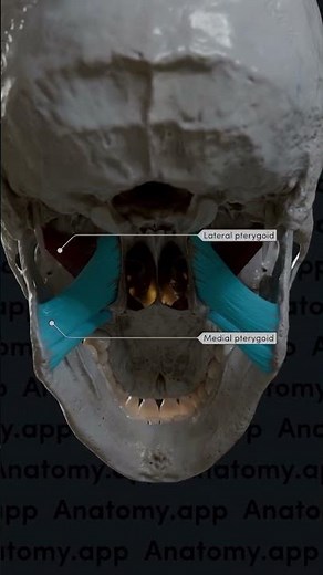 Watch how the medial & lateral pterygoid muscles make your jaw move#DentalStudents #AnatomyInMotion"