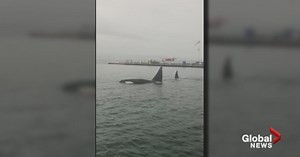 Close encounter: Video captures orcas frolicking in Coal Harbour