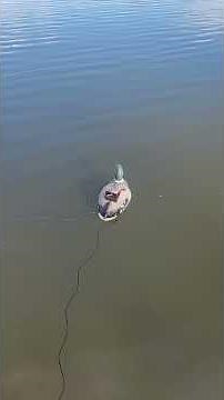 DIY duck decoy swimmer