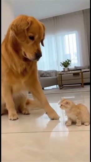 Big Orange is not easy to mess with. Cat’s confusing behavior. Funny, cute and playful cat