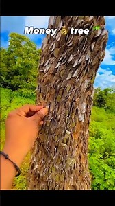 Noney tree #shortsviral #foryou #tree