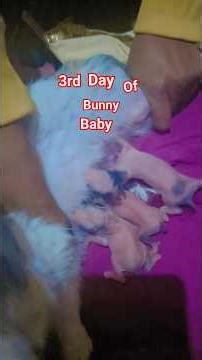 bunny babyfeeding mother's milk #rabbit #cuteanimal #cutebunny #cute