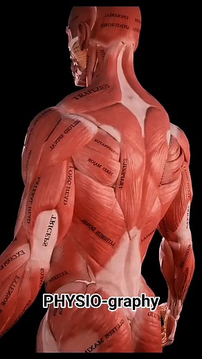 341K views · 5.2K reactions | Pectoral Muscle Exercise #muscle #musclebuilding #exercise #fitness #weightlifting #pectoral #pectoralworkout | PHYSIO-graphy | Facebook
