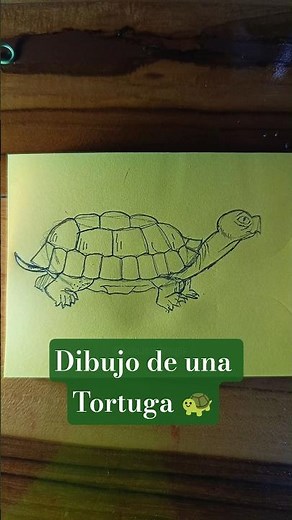 Cómo Dibujar una Tortuga 🐢 paso a paso ✨