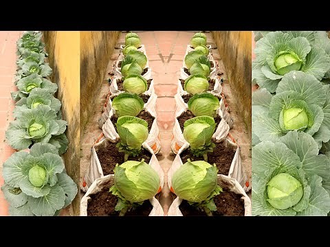 Brilliant Idea | Growing Cabbage at Home, easy for Beginners | TEO Garden