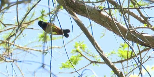 Birders flock to Northwest Ohio for start of Biggest Week in American Birding