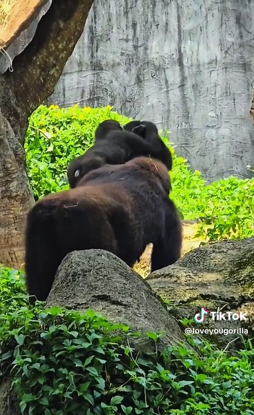 Adorable Of gorilla animal Family #GorillaFamily #RelaxationTime #Wildlife #AnimalKingdom #gorilla