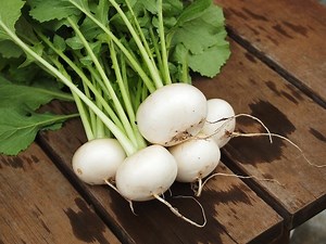 プランターで小カブを育てよう