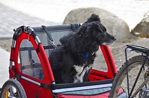 6 Best Dog Bike Trailers for Towing Your Buddy On Your Bicycle!