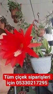 It's a magnificent atlas with huge flowers.