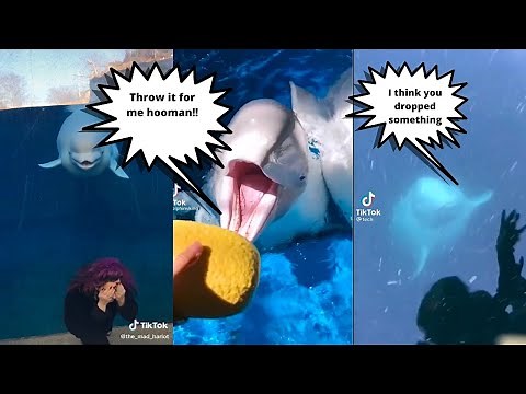 The Cutest Beluga Whales on the Internet 2023 | TikTok Compilation