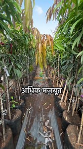 337K views · 7.7K reactions | Multiroot stock mango plant, which gives more strength and support to your farmland. The plant helps in achieving more production and the growth of the plant is more than the normal ones. Call 6355890035, 9601182335 for more details. Visit Shree Hari Nursery. #mangofarming #multiroots #IndianFarmers #organicfarming #mangoplant | Shree Hari Nursery | Facebook