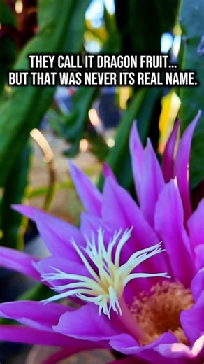 22K views · 435 reactions | They call it Dragon Fruit. Some call it Pitaya. Others, Pitahaya. Three names. One truth. It’s not about what you call it, it’s about how you grow it  On our family farm here in California, every cutting is planted with care, nurtured with patience, and grown with purpose. Because no name changes what it really is, ALIVE   Grow yours → OceansideDragonFruit.com | Oceanside Dragon Fruit | Facebook